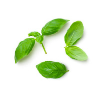 Menta